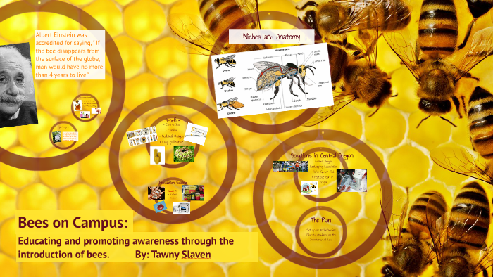 Bees on Campus: by on Prezi