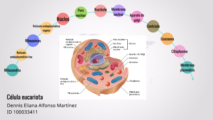 Estructura Y Función De La Célula By Dennis Eliana Alfonso Martínez On ...