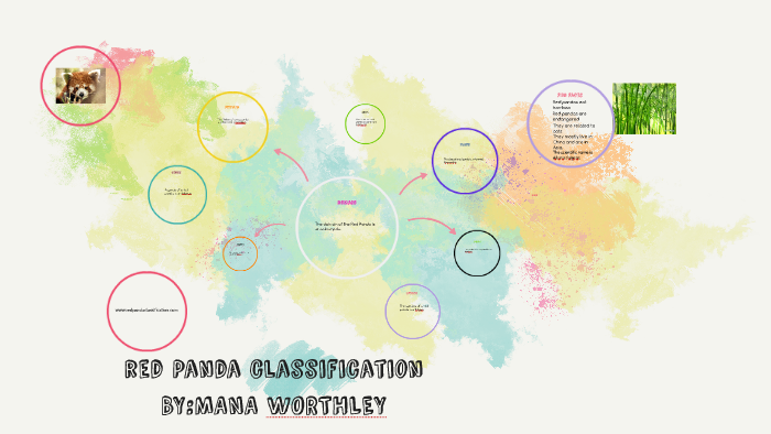 red Panda classification by Mana Worthley