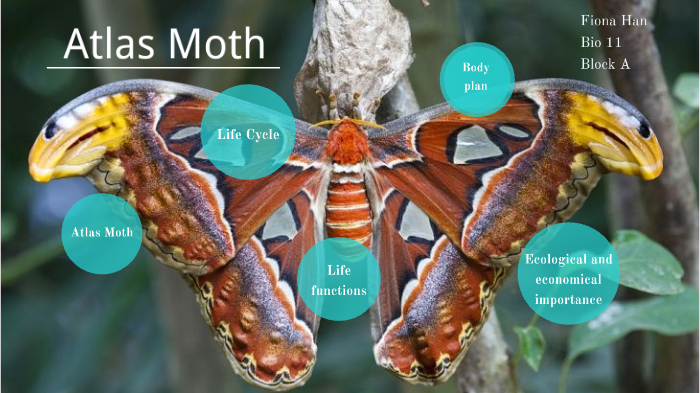 Atlas Moth By Han Fiona On Prezi