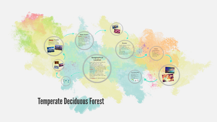 Temperate Deciduous forest by Michelle Young on Prezi