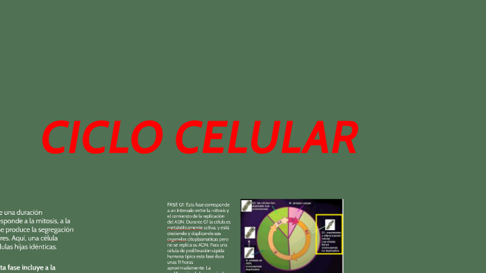 CICLO CELULAR by Alejandra Avila Monje on Prezi