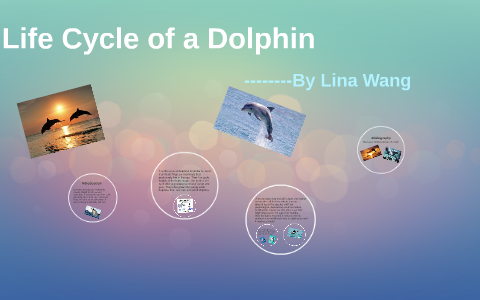 Life Cycle Of A Dolphin By Lina Wang On Prezi