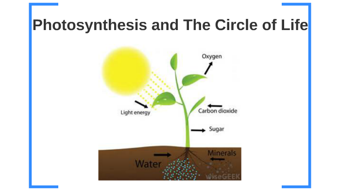 Photosynthesis and The Circle of Life by Haleigh Ashmore on Prezi