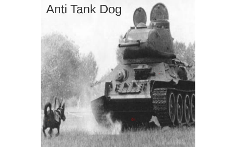 are anti tank dogs used in the army