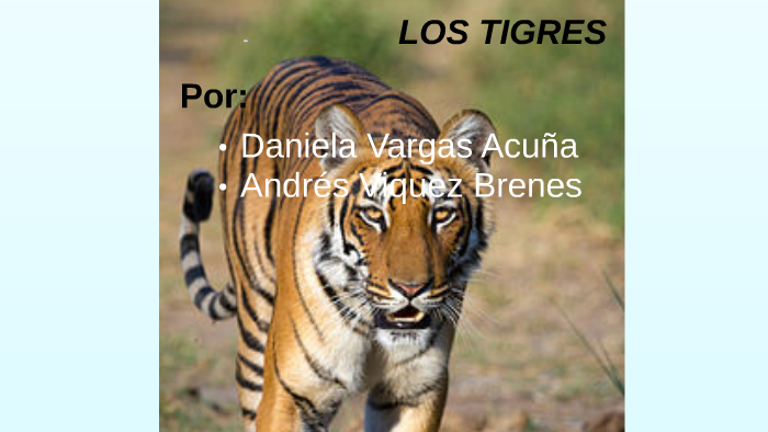 Los Tipos de Tigres by Andres Vargas on Prezi