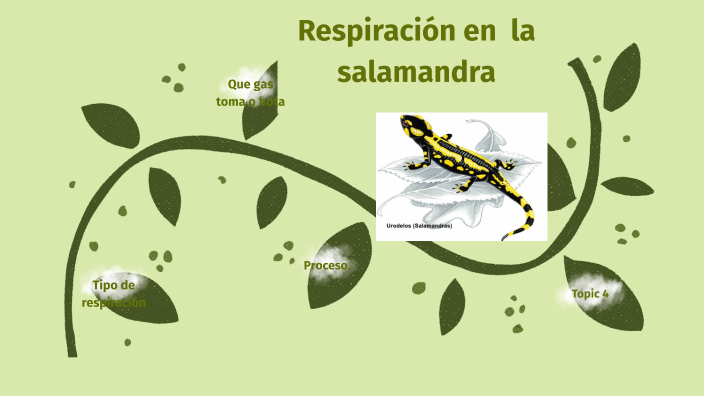 Que Tipo De Respiracion Tienen Las Salamandras