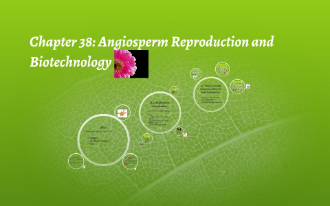 38.2 Flowering Plants reproduce sexually, asexually, or both by Amy