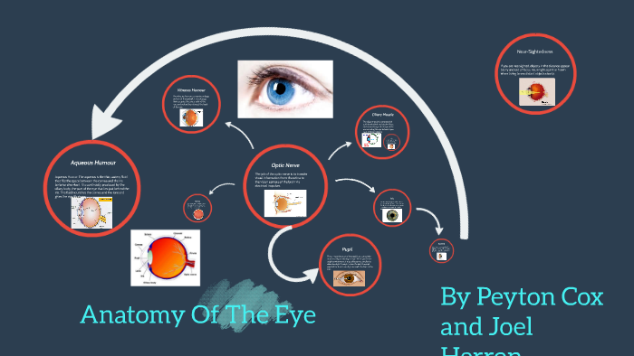 anatomy of the eye by peyton cox on Prezi