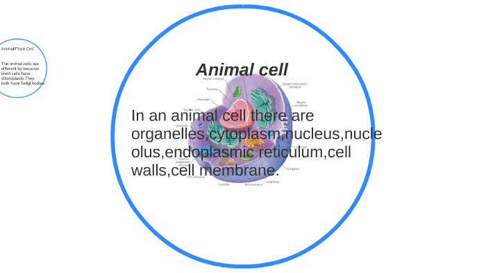 The animal and plant cell presentation by Enif Vazquez on Prezi
