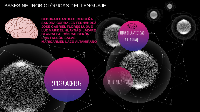 sinaptogenesis y mielinizacion by Luis Falcon Salas on Prezi