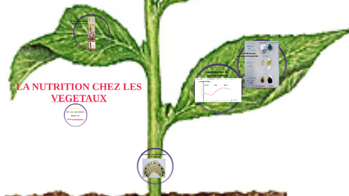La nutrition chez les végétaux - SVT - Cycle 4 by SVT TISSINIER on Prezi