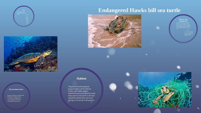 Hawksbill sea turtle by kaylyne delsite on Prezi