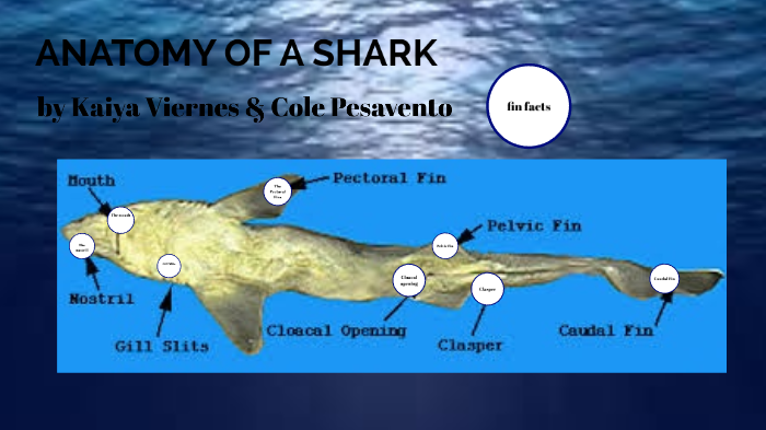 ANATOMY OF A SHARK by kaiya viernes on Prezi