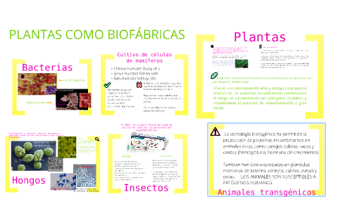 PLANTAS COMO BIOFÁBRICAS by Esther Escamilla on Prezi Next