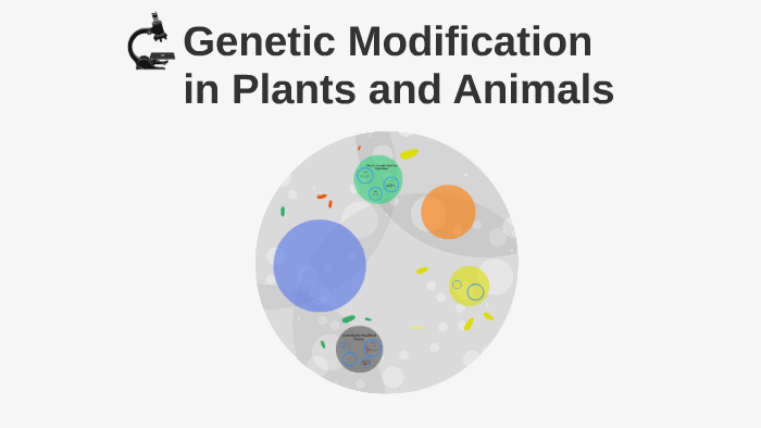 Genetic Modification in Plants and Animals by Andres Diaz on Prezi