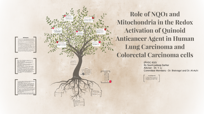Role of NQO1 and Mitochondria in the Redox Activation of Qui by ...