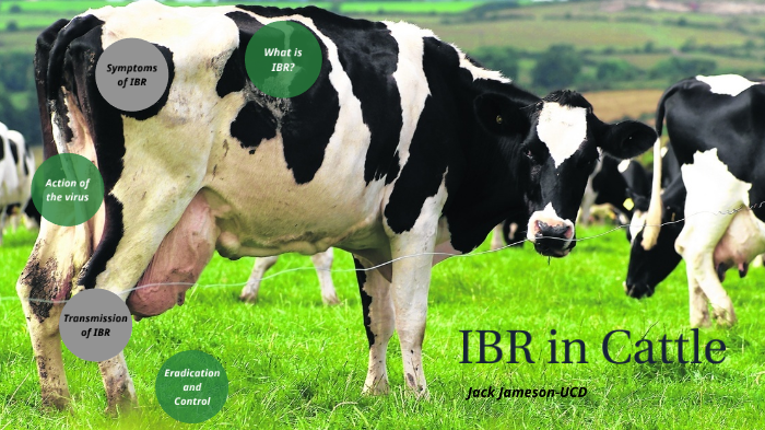 Professional communications: IBR in Cattle by Jack Jameson