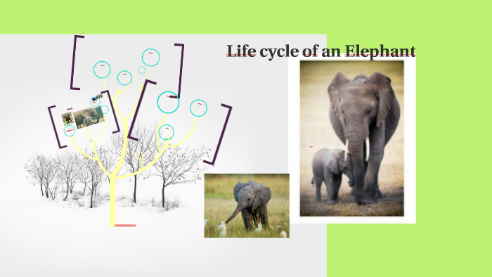 Life cycle of an Elephant by Sonya Ferro on Prezi