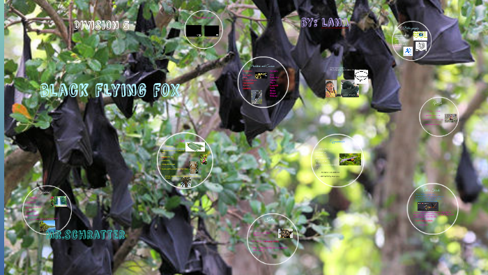 Pteropus Alecto by Michael Schratter