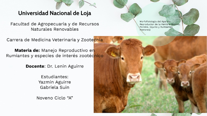 Mamifero Astado Rumiante Hembra Del Ganado Bovino