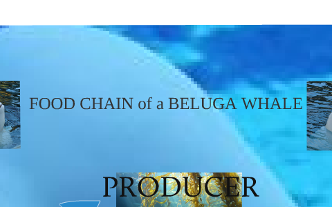 FOOD CHAIN of a BELUGA WHALE by JILLIAN STANG on Prezi