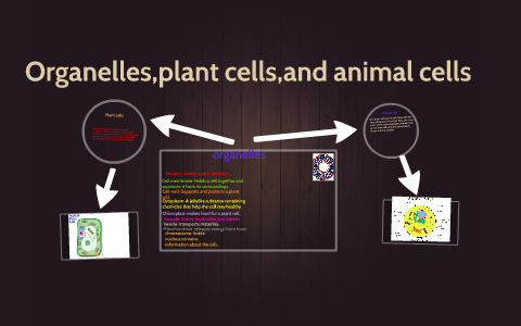 Plant cells by guy guy on Prezi