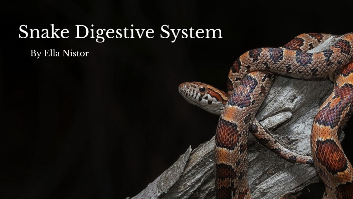 Snake Digestive System by Ellianna Nistor on Prezi