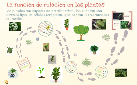 Sueño Paralizar Suplemento La función de relación en las plantas by Nicolás Androchuk