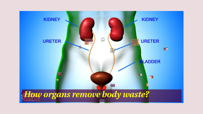 how-often-organs-remove-body-waste-by-camila-jovelo