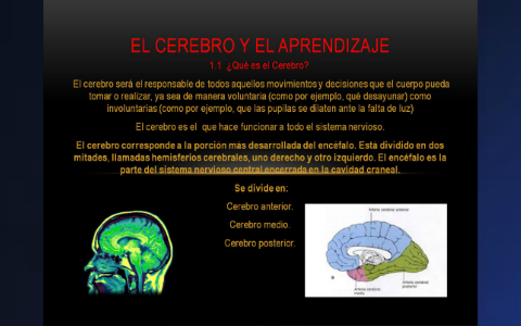 El cerebro y el Aprendizaje by sandra lema on Prezi