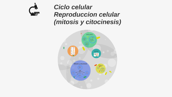 Ciclo celular by Alejandra Montenegro on Prezi