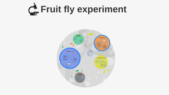 in the fruit fly experiment