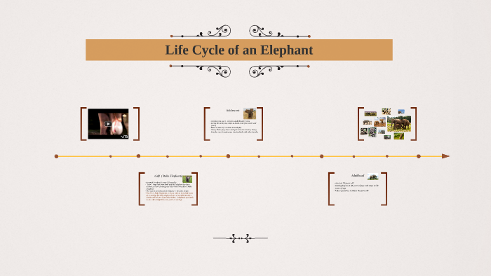 Elephant Life Cycle by Armoni Graham on Prezi