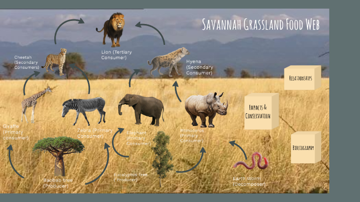 Savannah Grassland food web by Jacob Romanos on Prezi