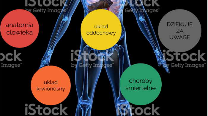 anatomia czlowieka by Mario JK
