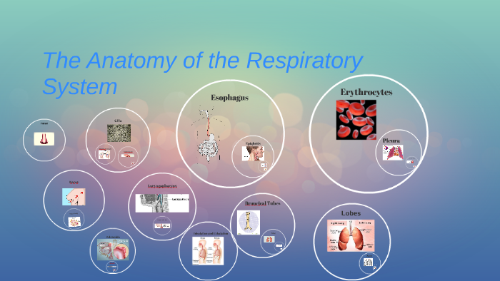 The Anatomy of the Respiratory System by kopaczewski elizabeth on Prezi