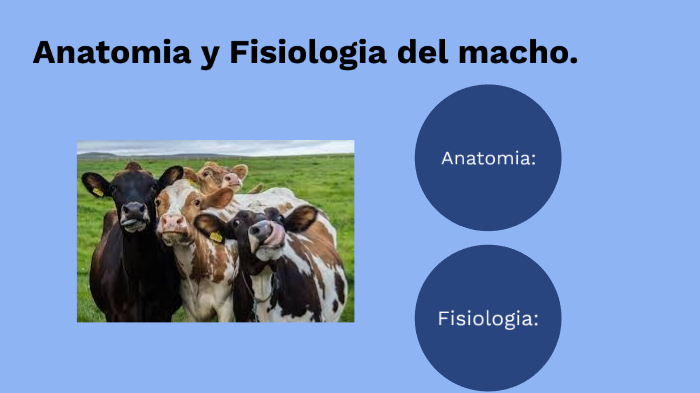 Anatomía y Fisiología animal. by Esteban Soave on Prezi