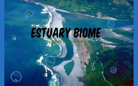 estuaries biome
