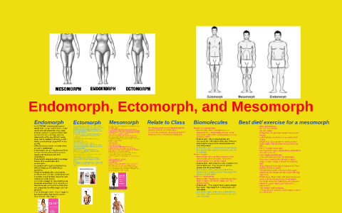 Ectomorph, Mesomorph, & Endomorph: What's the Difference? – Bella All  Natural