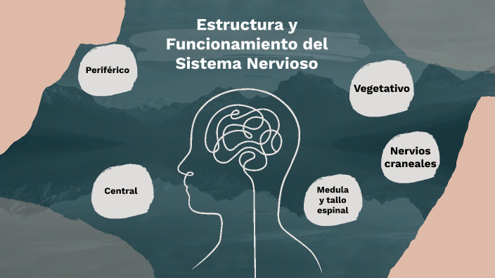 Grafico sistema nervioso by Ariana Romero on Prezi