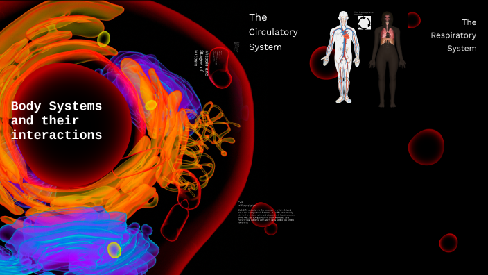 Body System Interactions Model by Jalen Tran on Prezi