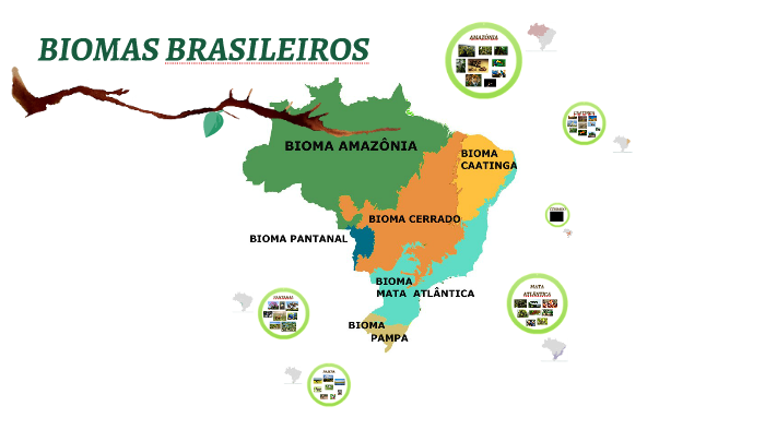 BIOMAS BRASILEIROS by Vitória Rodrigues on Prezi