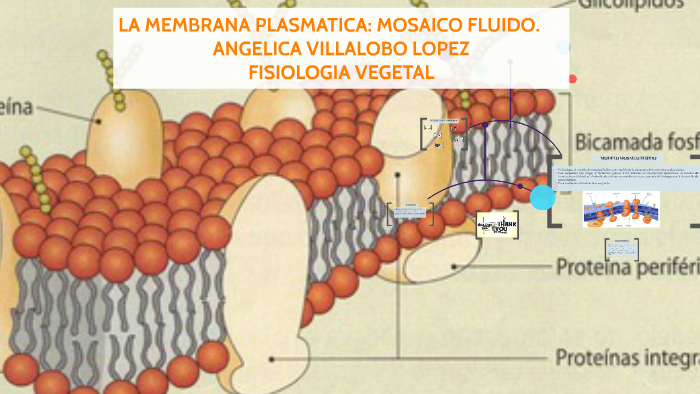 LA MEMBRANA PLASMATICA: MOSAICO FLUIDO. by angie villalobo