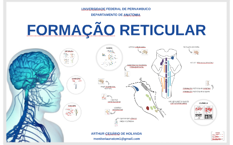 Diagrama De Formacao Reticular Formação Reticular E Anatomy