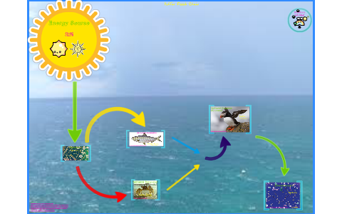 Atlantic Puffin Common Puffin Facts Diet Life Cycle Biology Diagrams