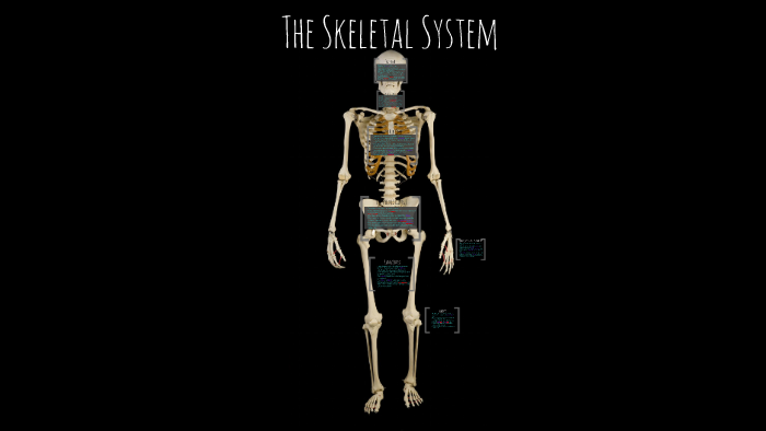 The Skeletal System by on Prezi