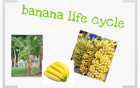 banana life cycle by anrdew kearton on Prezi