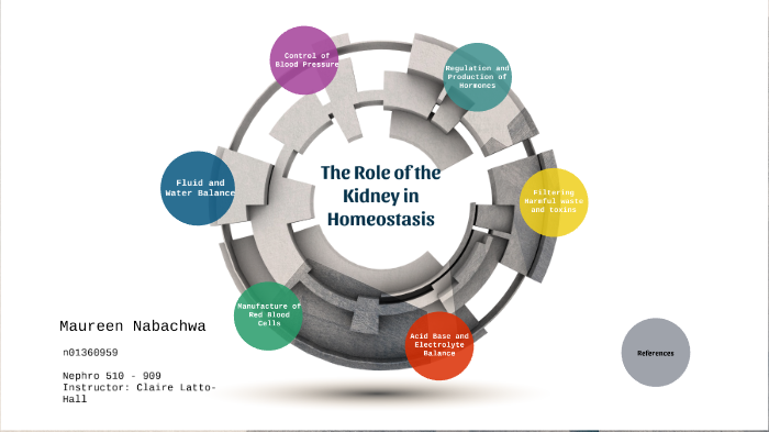 the-role-of-the-kidney-in-homeostasis-by-maureen-nabachwa