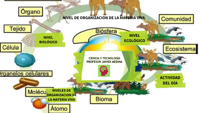 Niveles de Organización de la Materia Viva by javier medina blanco on Prezi